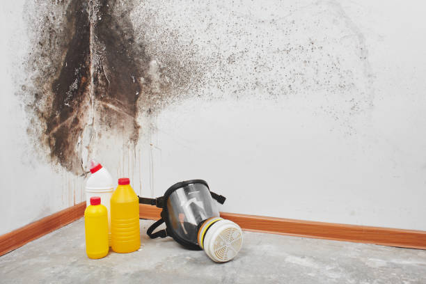 Best Attic Mold Remediation in Tigerville, SC